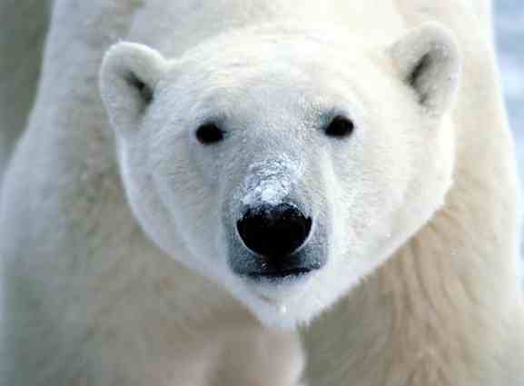 polar-bear-snout-wwwfirstpeopleus-sml